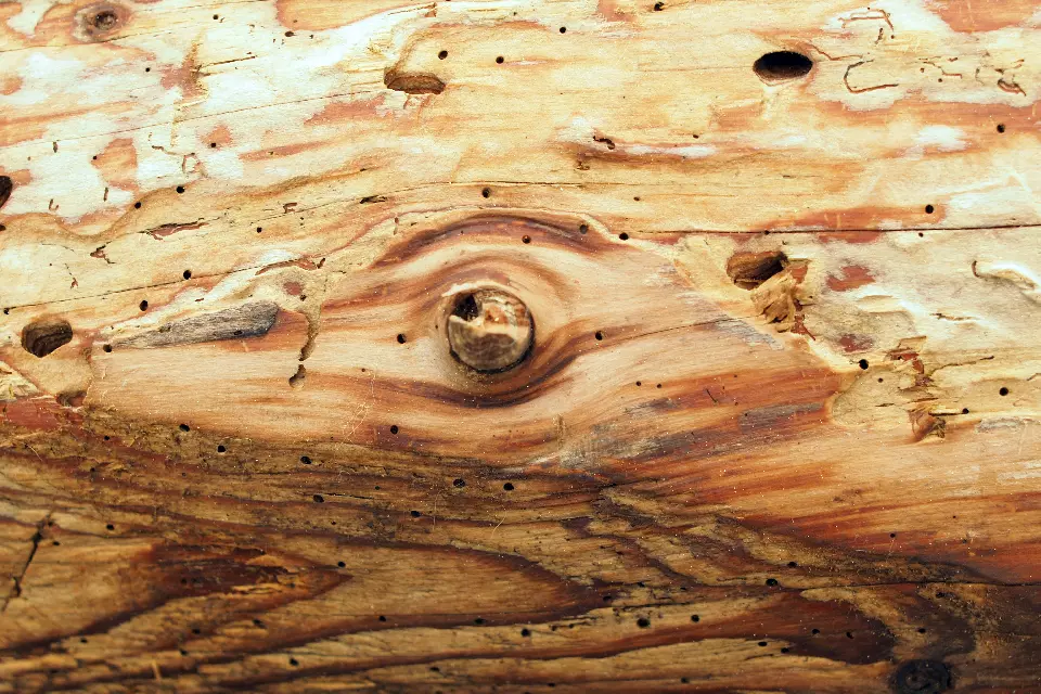 Illustration diagnostic termites